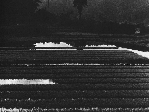 田植えの頃・山田付近(S41.6)