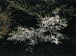 サクラ　都城盆地